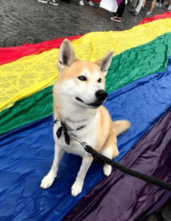 dingo-prague-pride